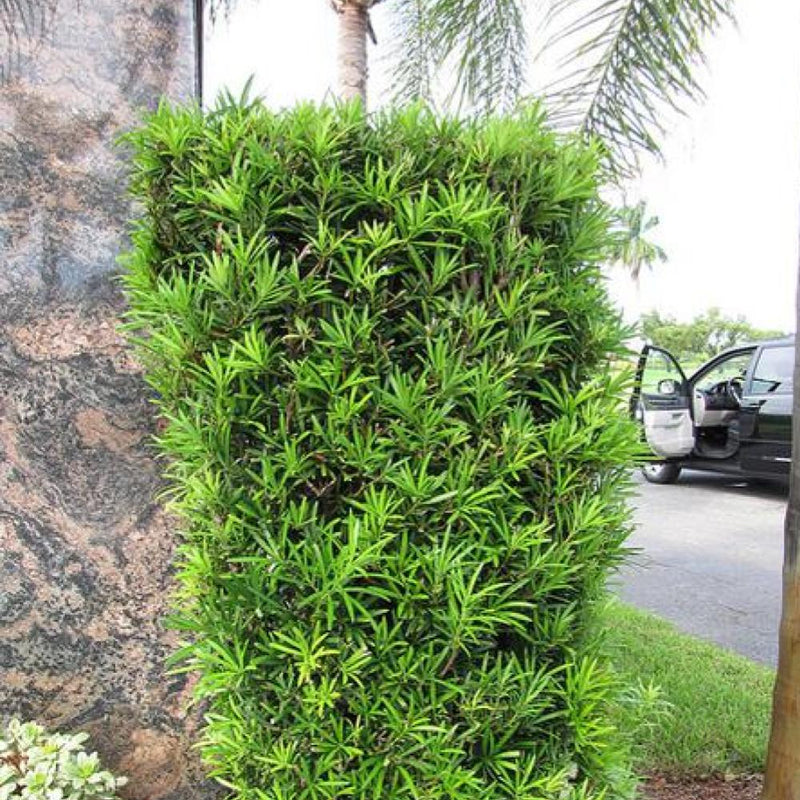 Podocarpus Maki #5