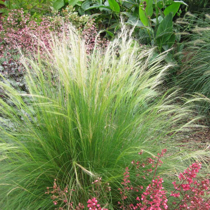 NASSELLA Mexican Feather Grass #1