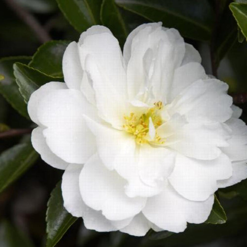 CAMELLIA Mine No Yuki #5