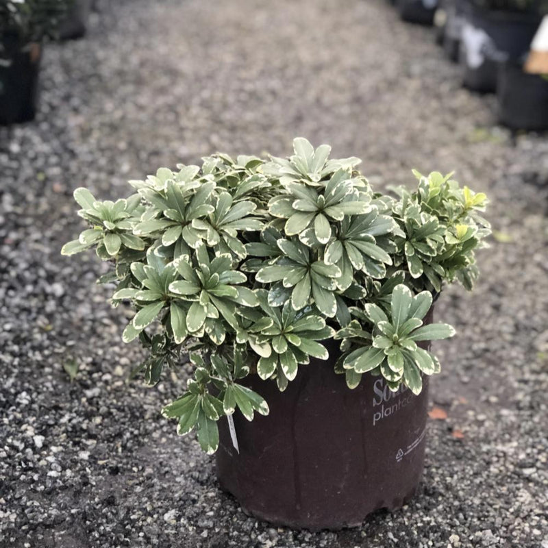 PITTOSPORUM Mojo #3