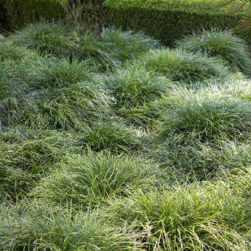 OPHIOPOGON Mondo Grass #1