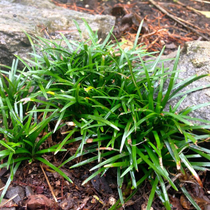 Ophiopogon Mondo Grass Pint