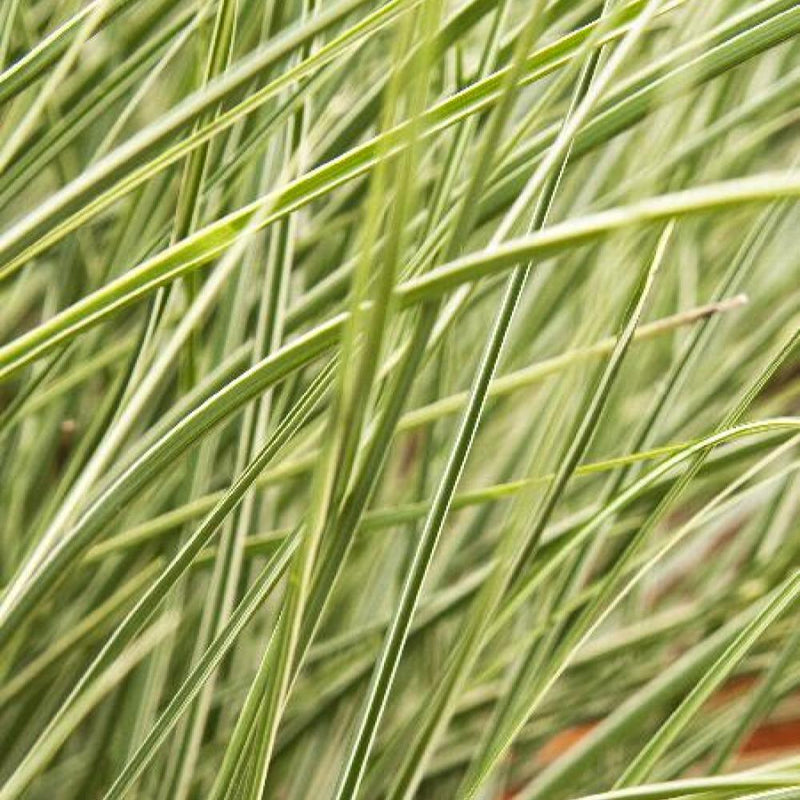 MISCANTHUS Morning Light #3