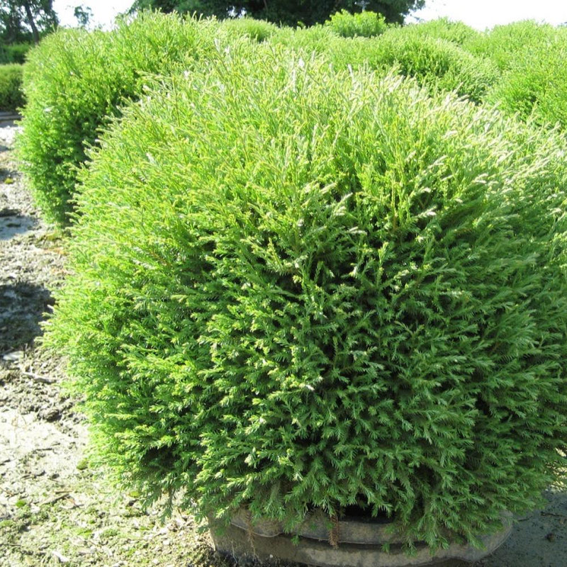 THUJA Mr. Bowling Ball #3
