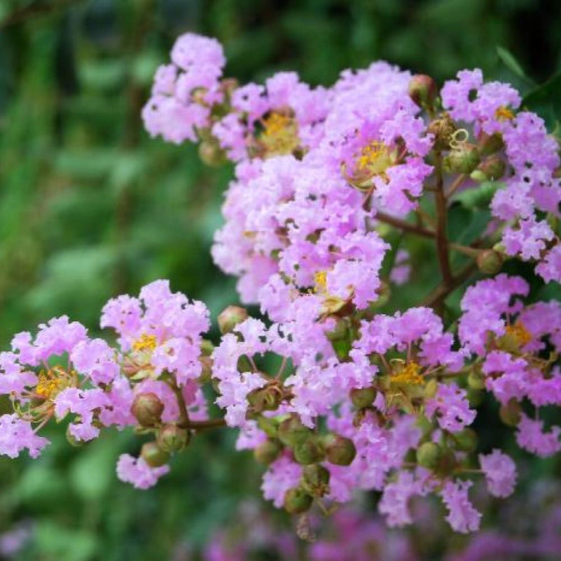 Crape Myrtle Muscogee #15