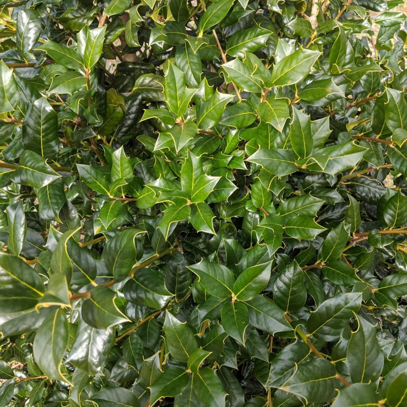 HOLLY Nellie R. Stevens #5