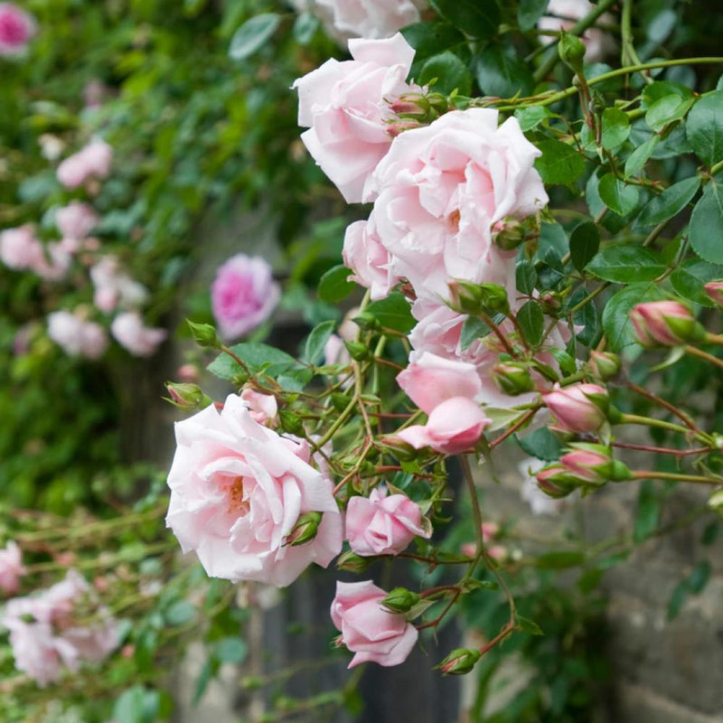 ROSE New Dawn (tripod) #5 — Master Landscape Supply