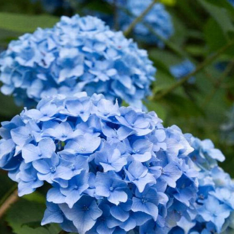 HYDRANGEA Nikko Blue #3