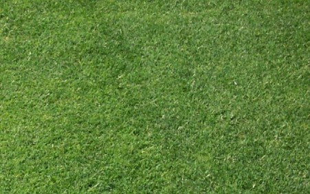 Sahara II Turf Type Bermudagrass Penkoted Grass Seed Unhulled 50 lb.