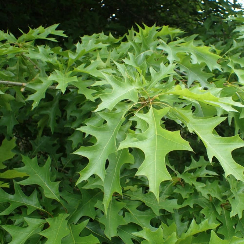 Quercus nutt Nuttall Oak #15