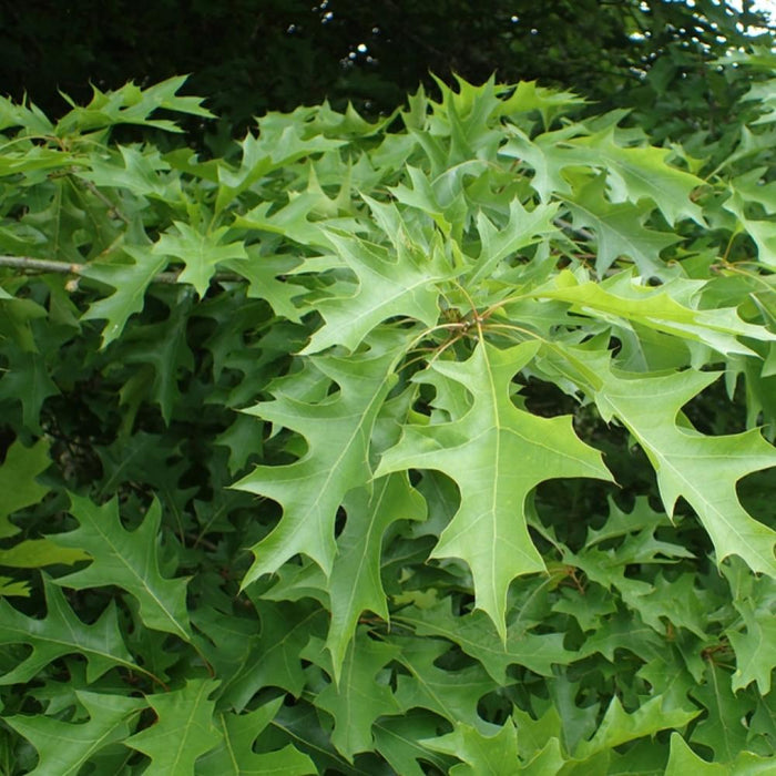 Quercus nutt Nuttall Oak #15