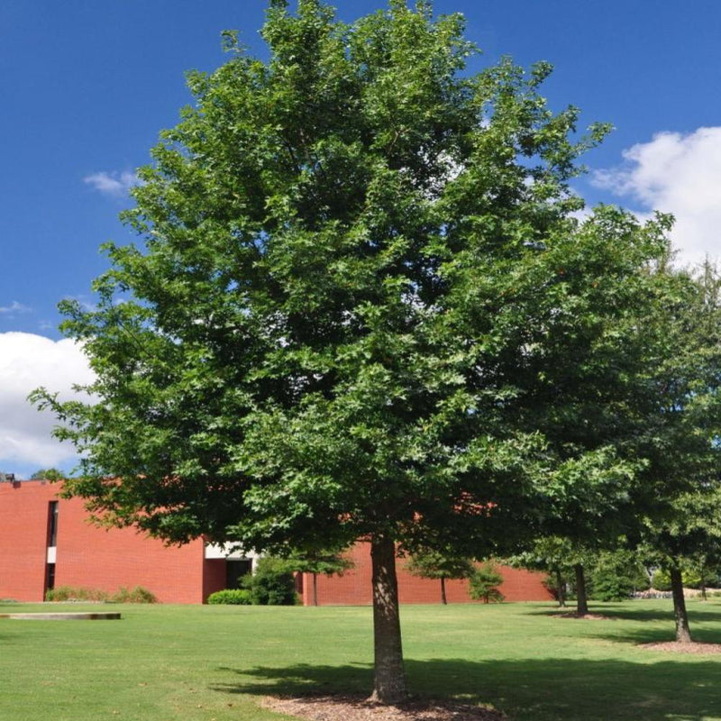 Quercus nutt Nuttall #5