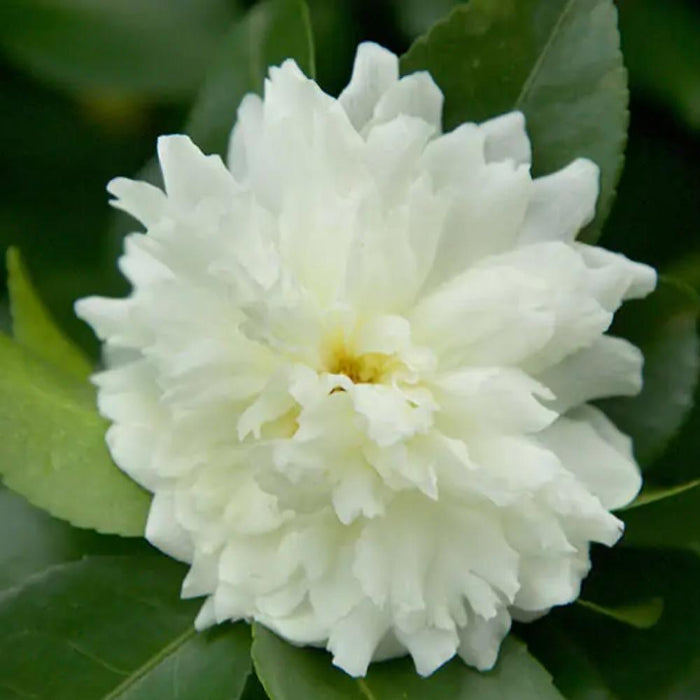 October Magi CAMELLIA October Magic Ivory #7 — Master Landscape Supply