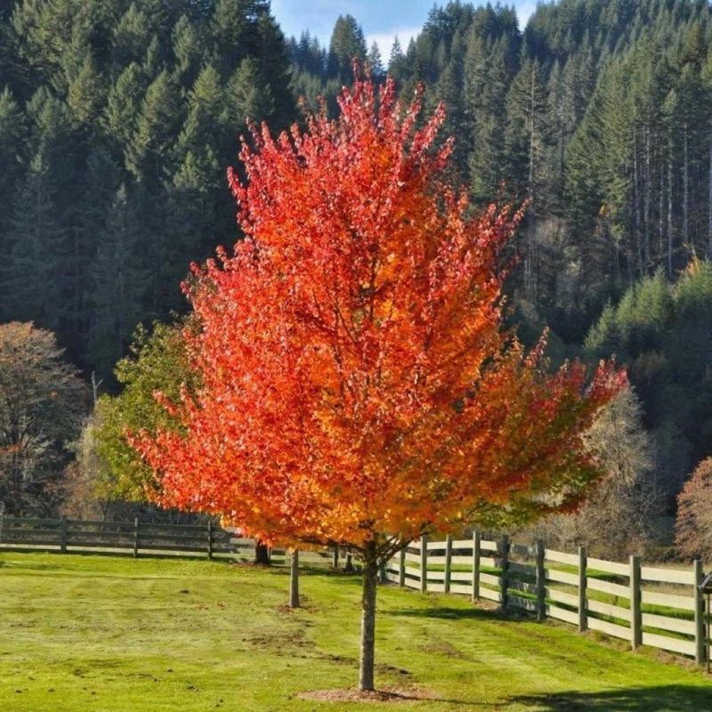 Acer r Oct Glory Red Maple #7