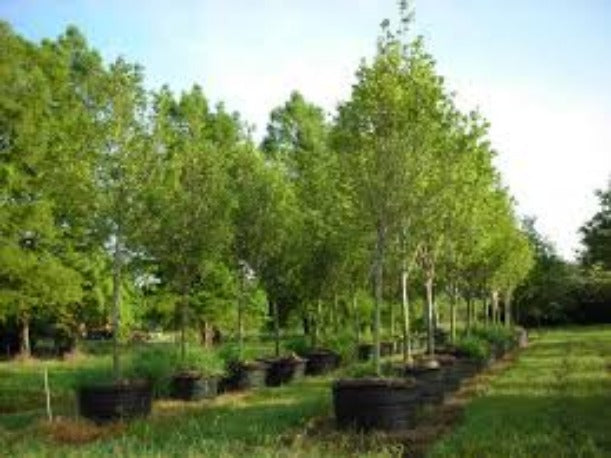 Acer r Oct Glory Red Maple #5