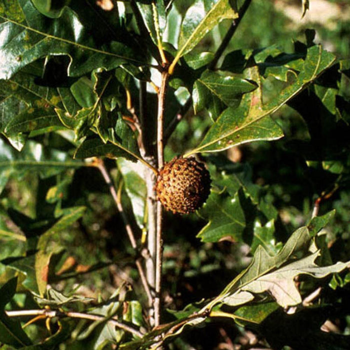 Quercus lyr Overcup Oak 2 in