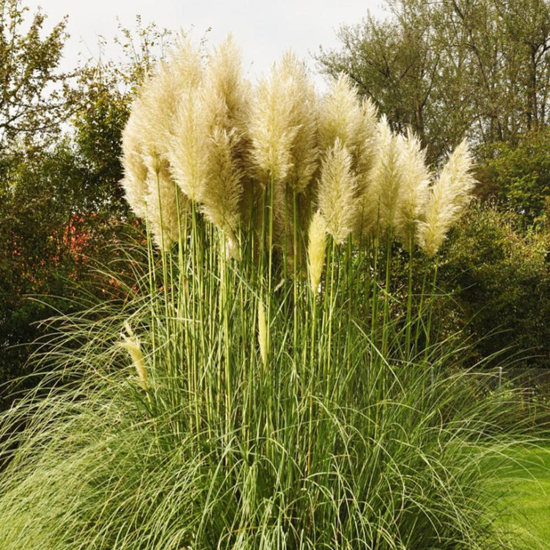 PAMPAS GRASS Pampas Grass #3