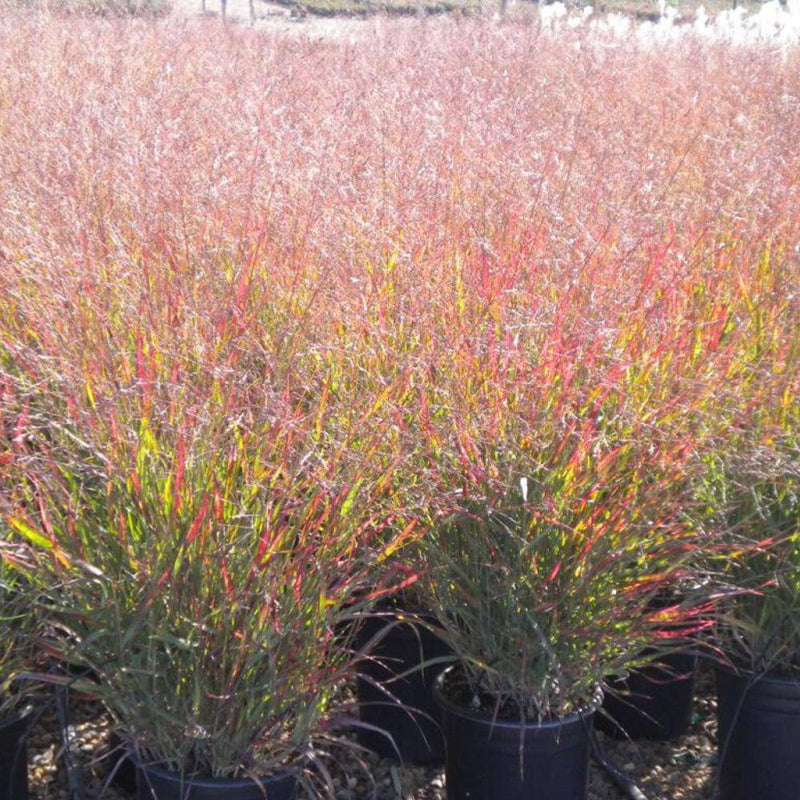 PANICUM Shenandoah #3