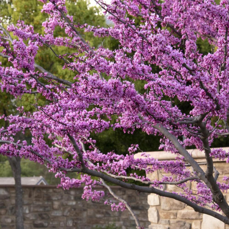 Forest Pansy Redbud #5