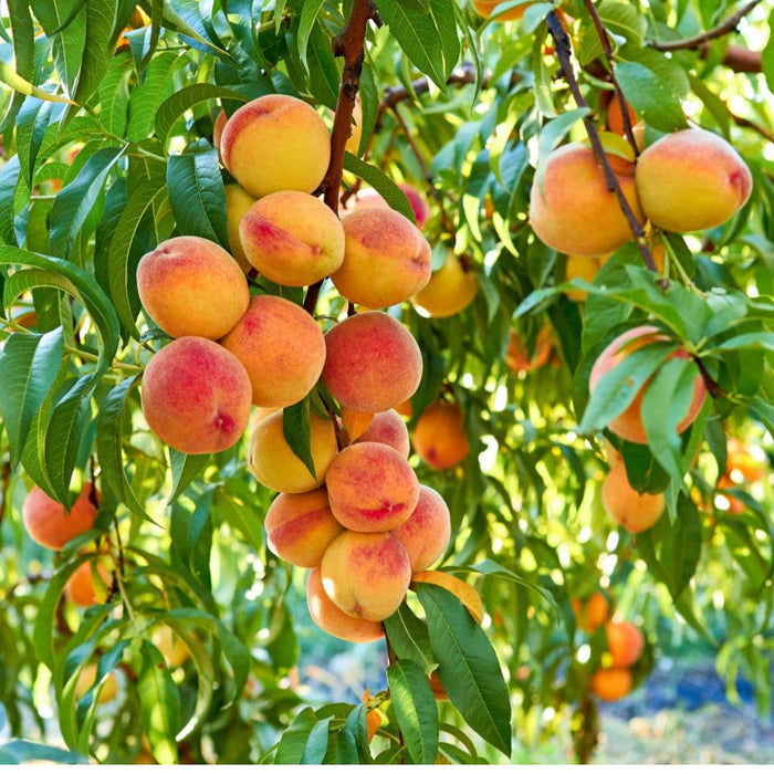 Peach Tree #5
