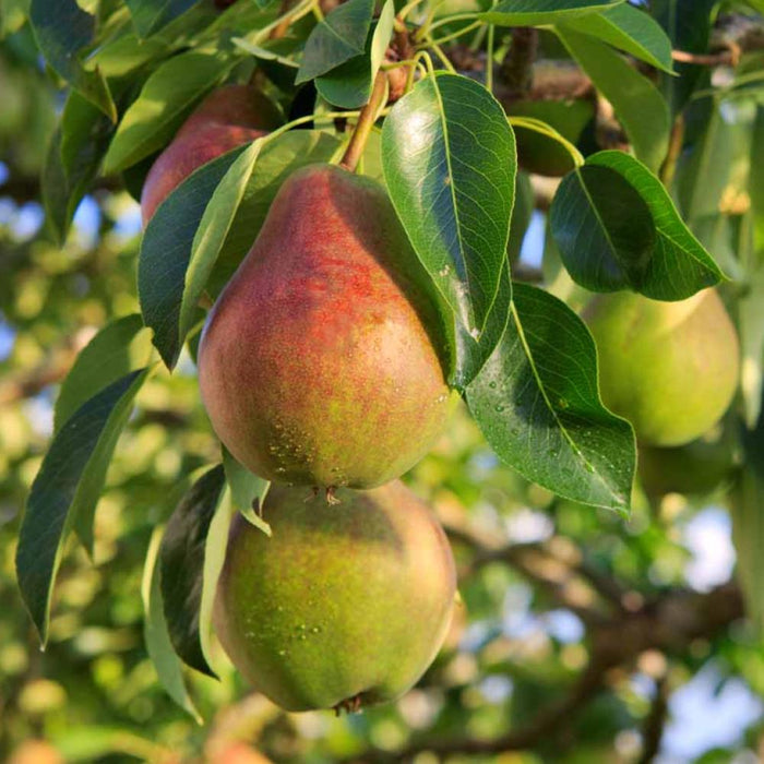 Pear Tree #5