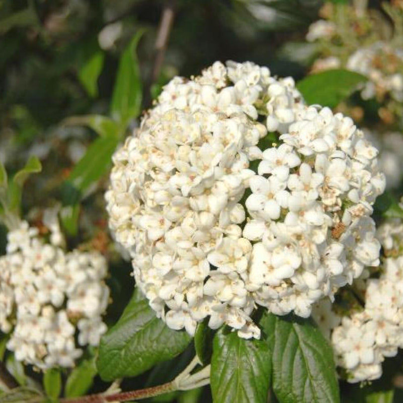 VIBURNUM Pearlific #3