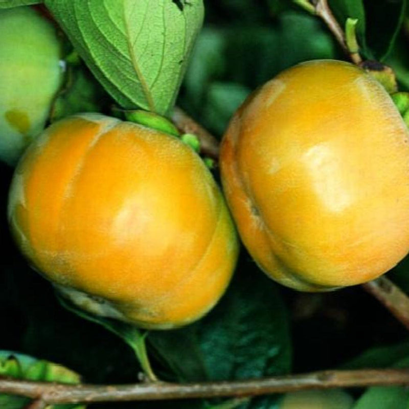 Persimmon #5