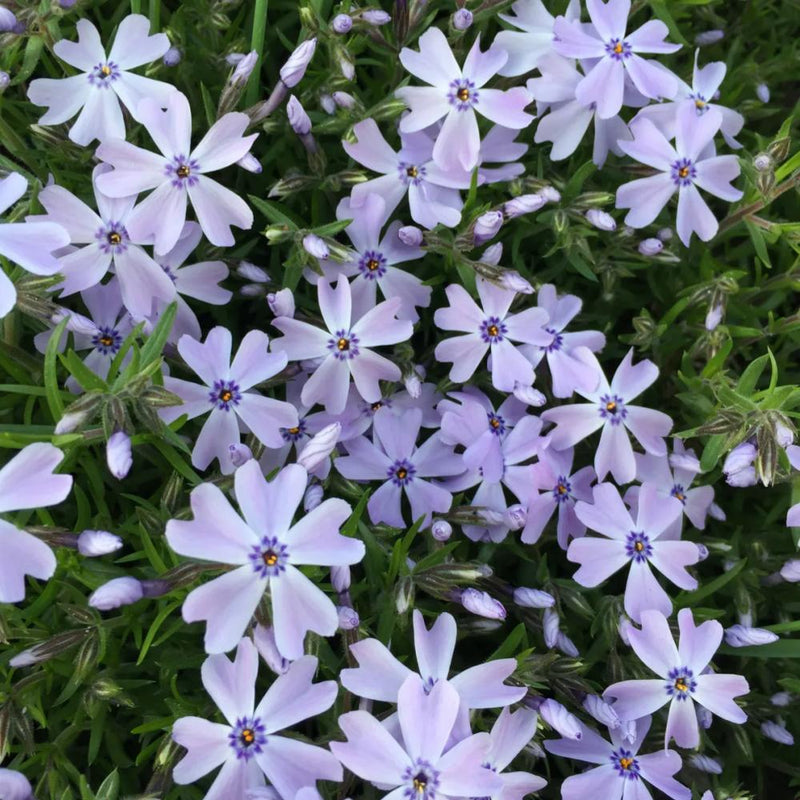 PHLOX Emerald Blue #1