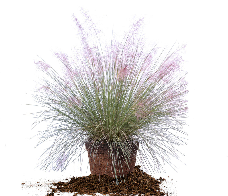 MUHLENBERGIA capillaris Pink Muhly Grass #3