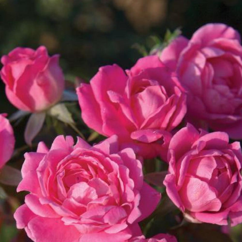 ROSE Double Knock Out Pink #3