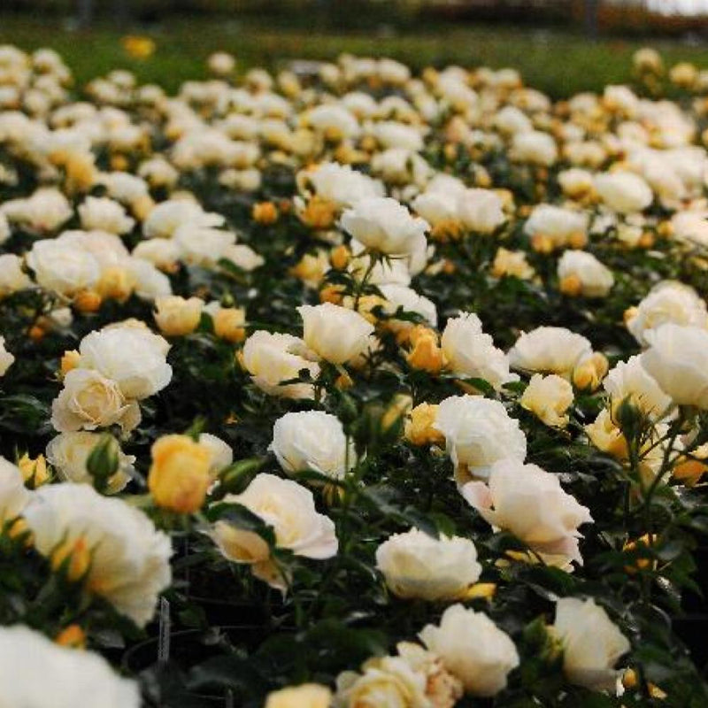 ROSE Popcorn Drift #3