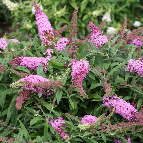 BUTTERFLY BUSH Pugster Pink® #3