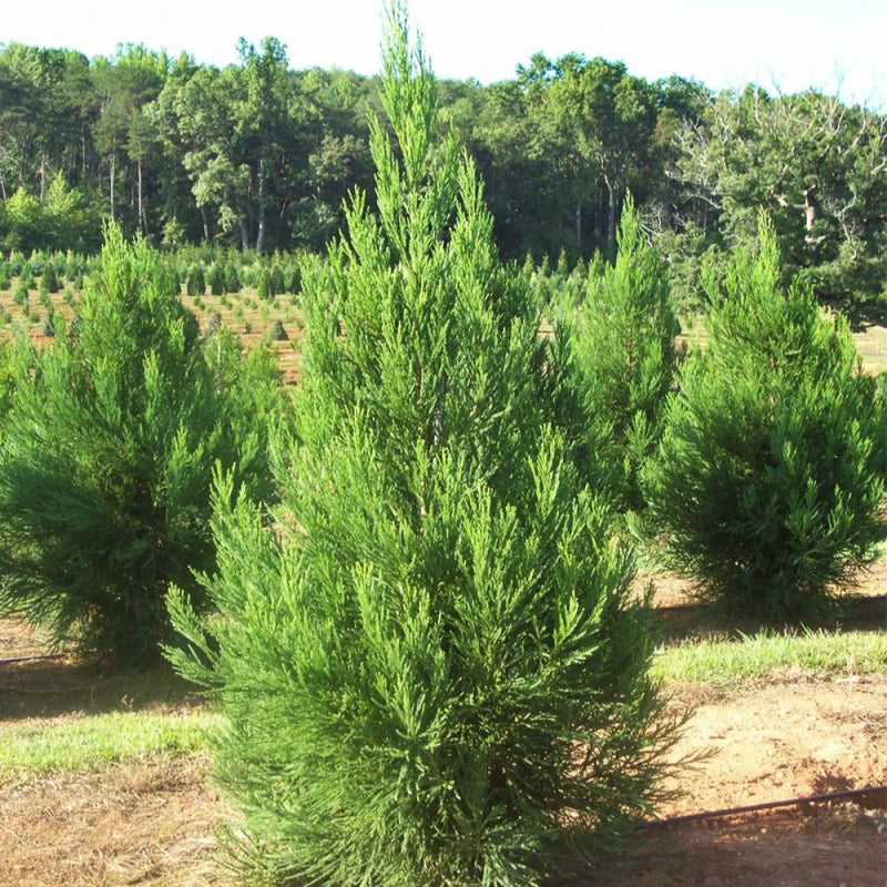 CRYPTOMERIA Radicans #3