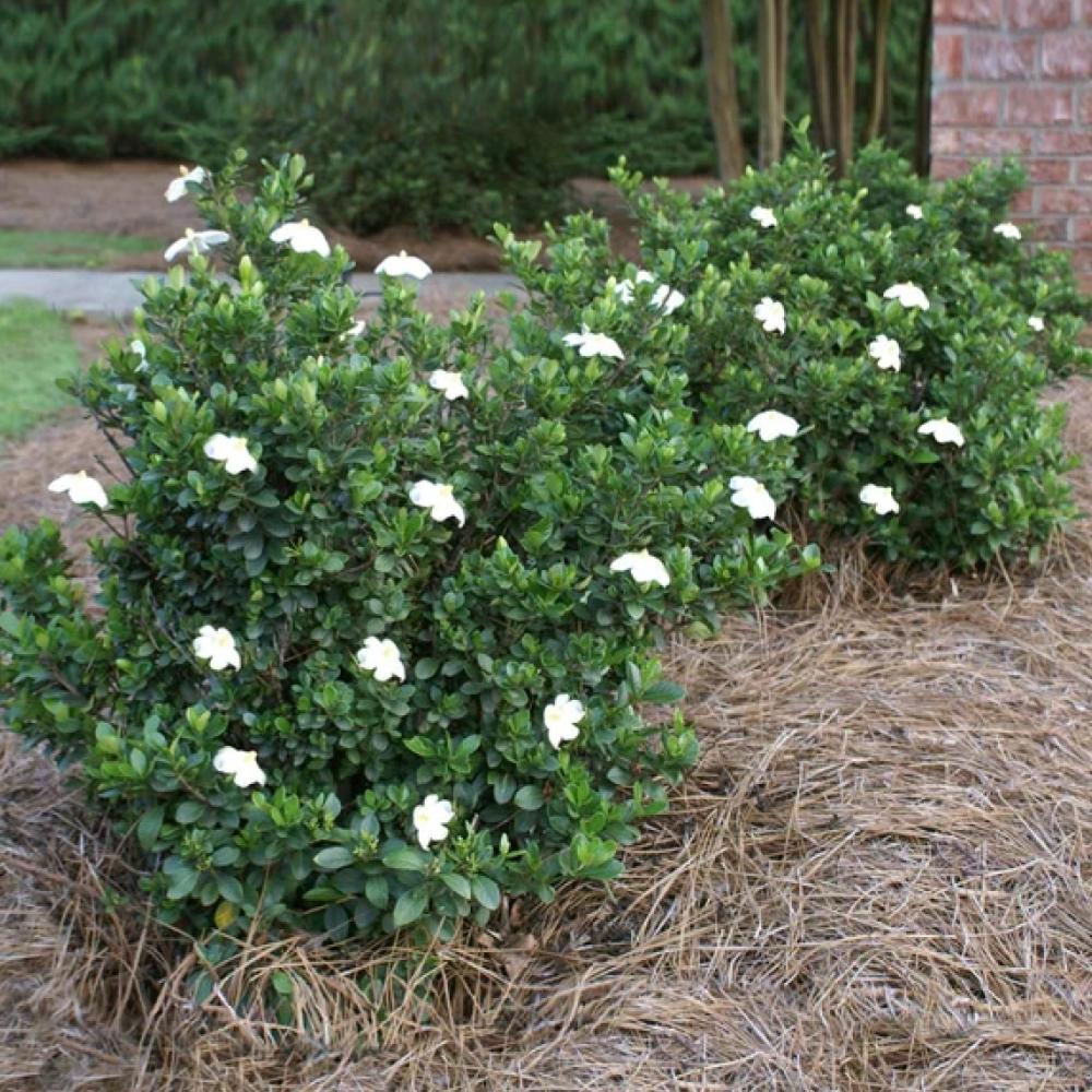 GARDENIA Radicans #3 — Master Landscape Supply