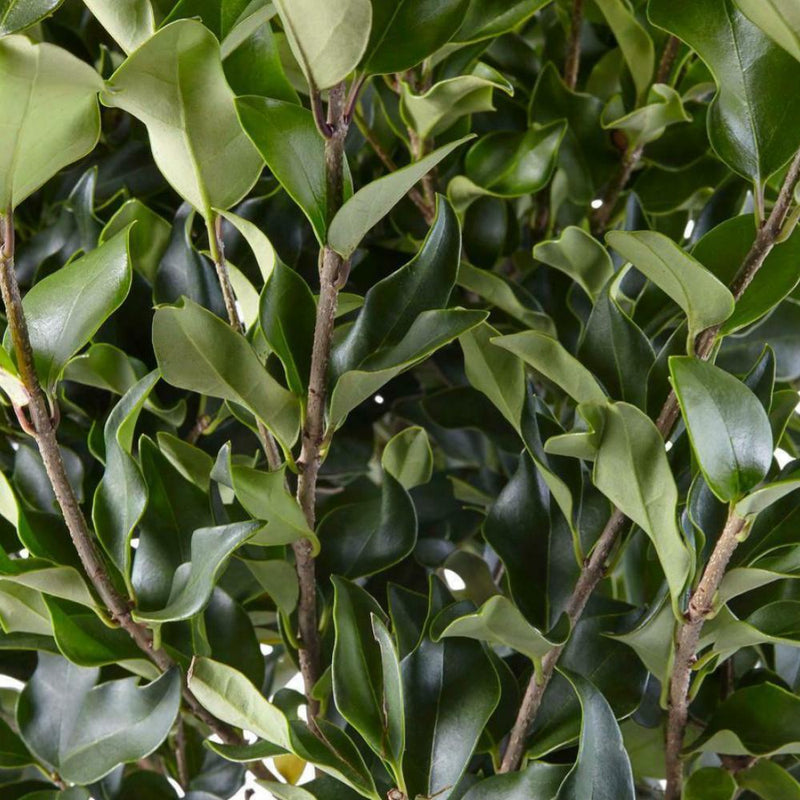 LIGUSTRUM Recurvifolium #3