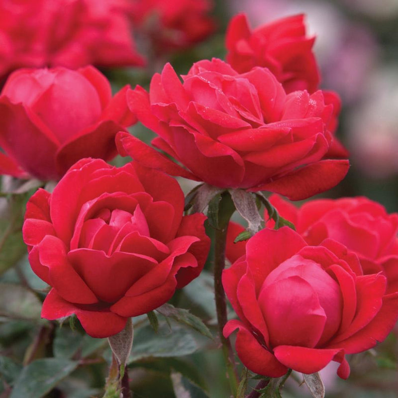 ROSE Double Knock Out Red #3