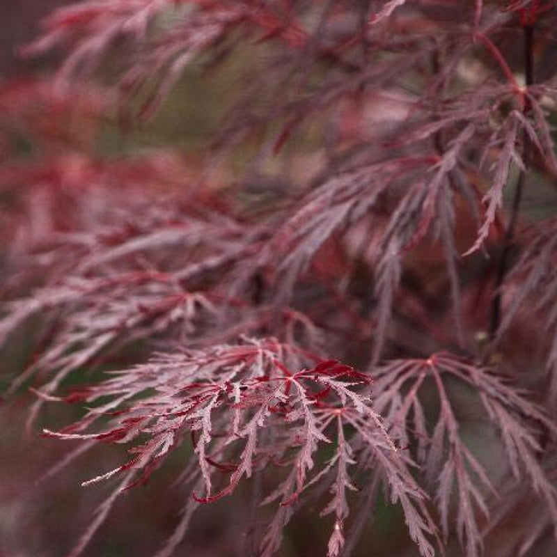 Japanese Maple Red Dragon #2
