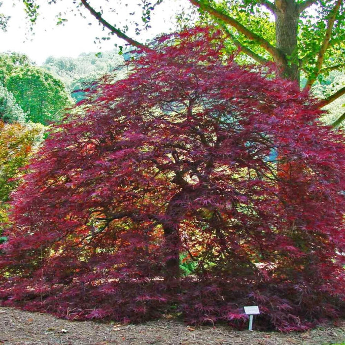 Japanese Maple Red Dragon #5