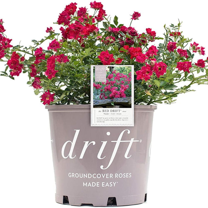 ROSE Red Drift #3