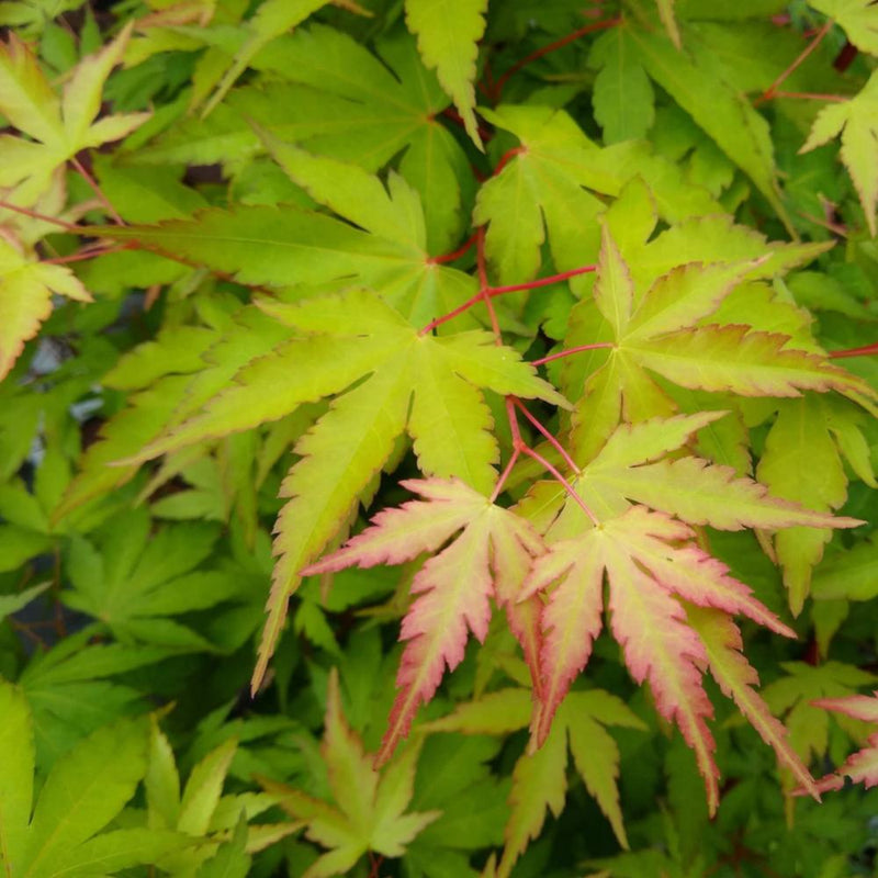 JAPANESE MAPLE Sango Kaku #7