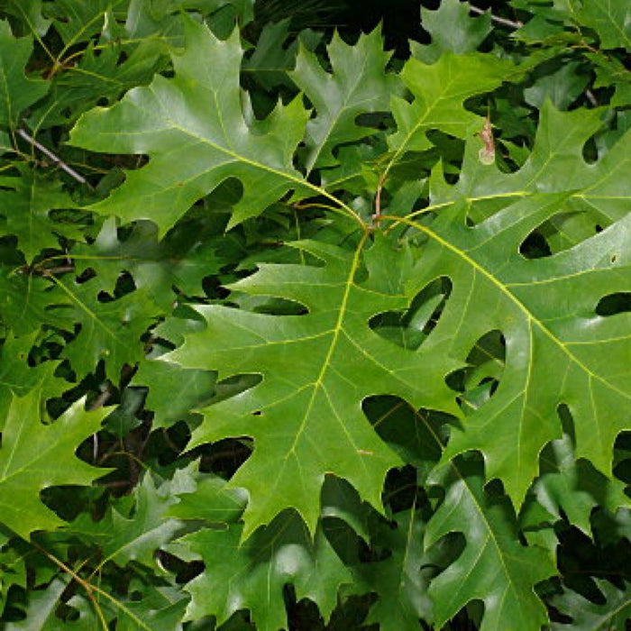 Quercus Shumard Oak 2 in