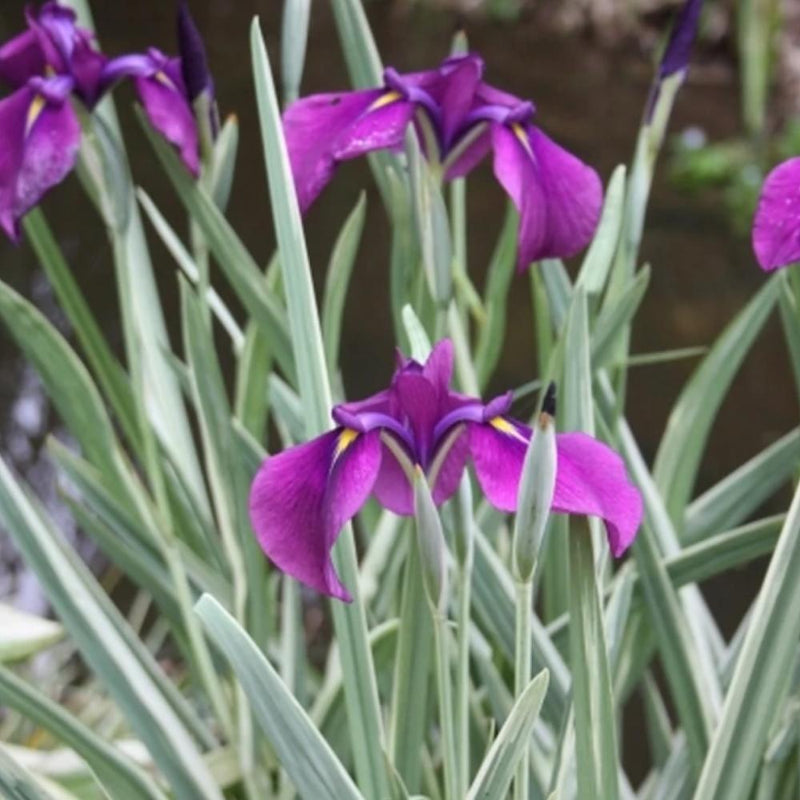 IRIS Silverband #2
