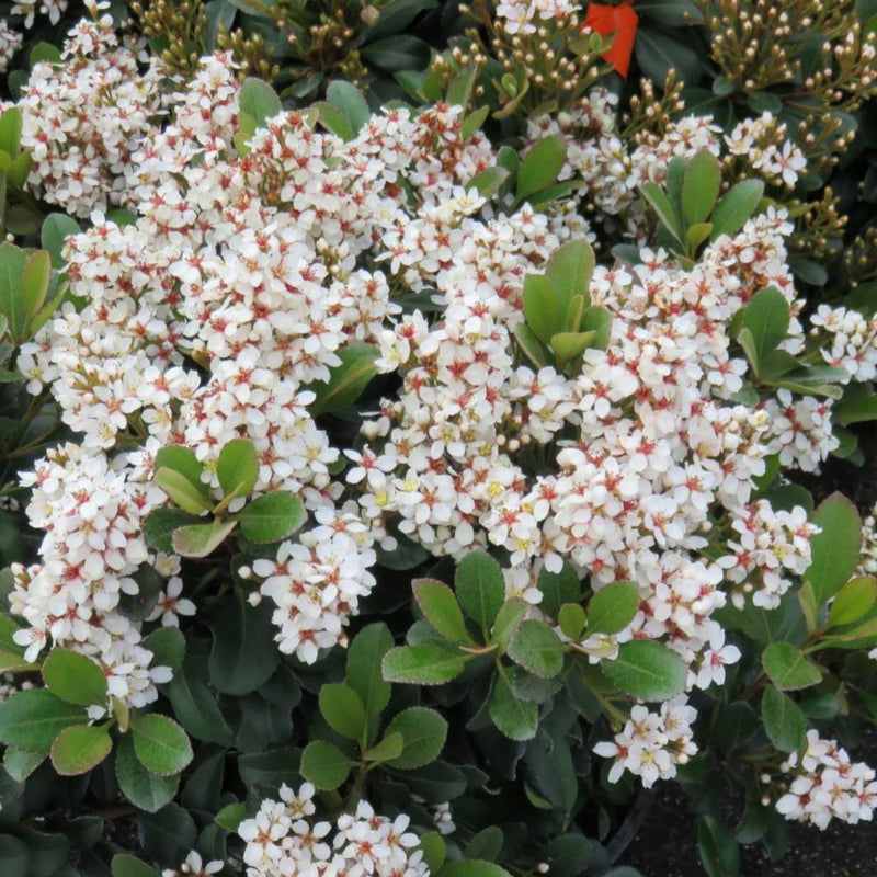 INDIAN HAWTHORN Snowcap #3