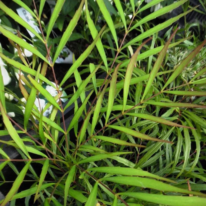 MAHONIA Soft Caress #3