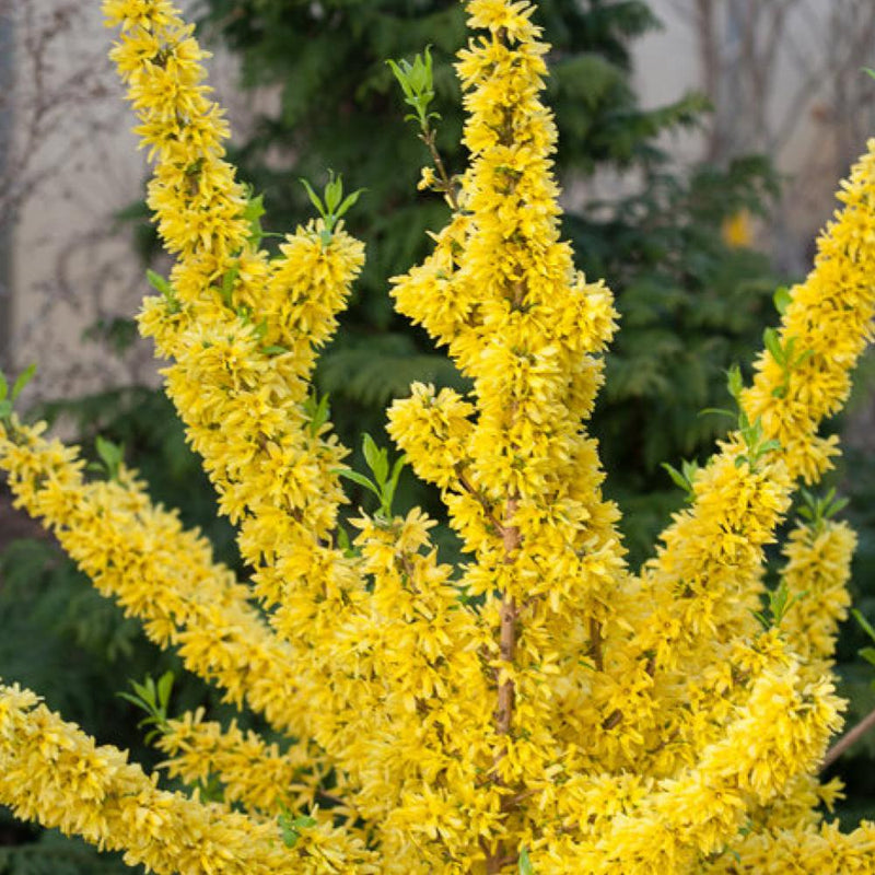 FORSYTHIA Spring Glory #3