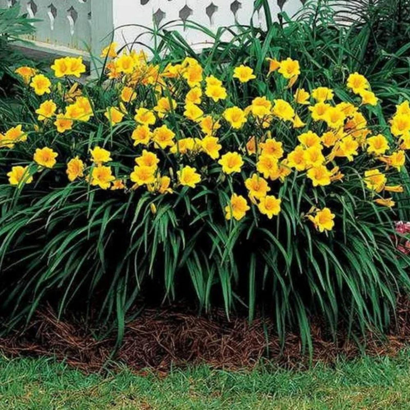 DAYLILY Stella de Oro #1