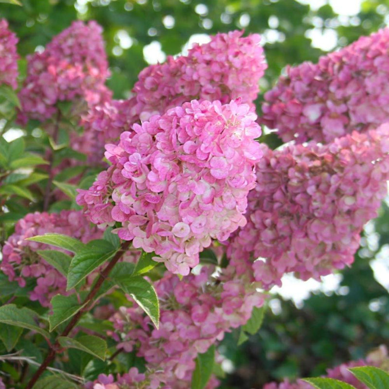 HYDRANGEA Strawberry Sundae FE #3