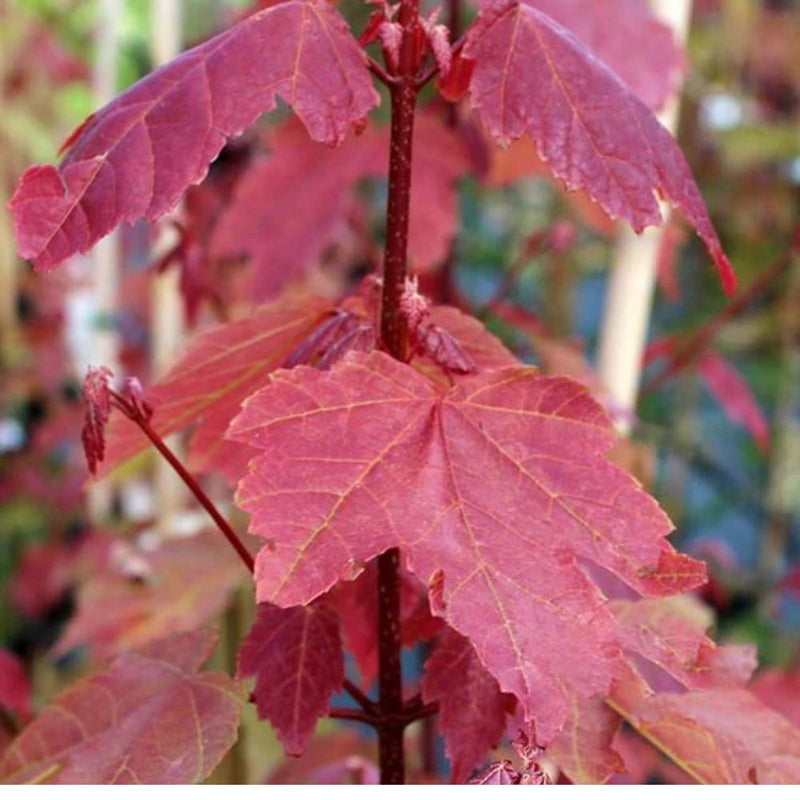 Acer r Summer Red Maple 2.0 in