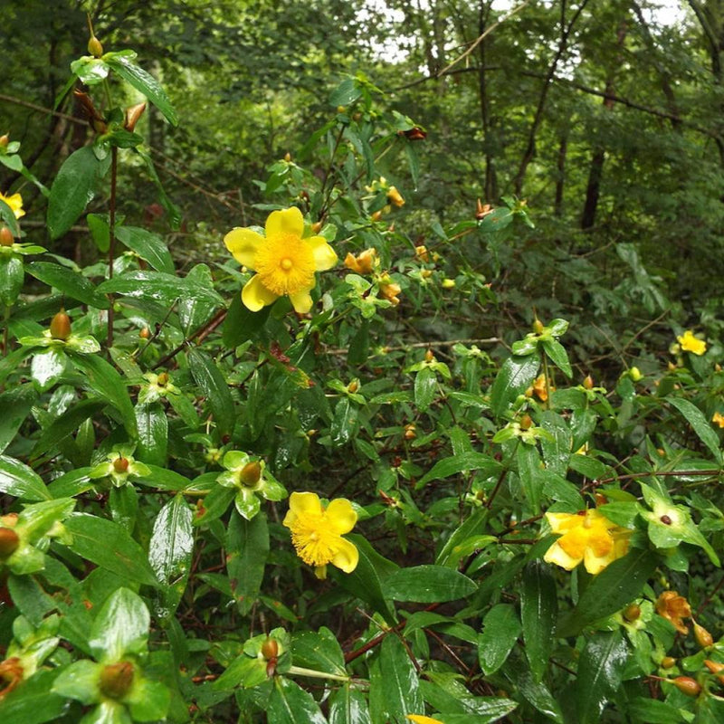HYPERICUM Sunburst #3