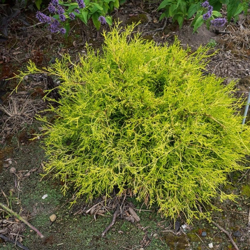 CHAMAECYPARIS Sungold #3